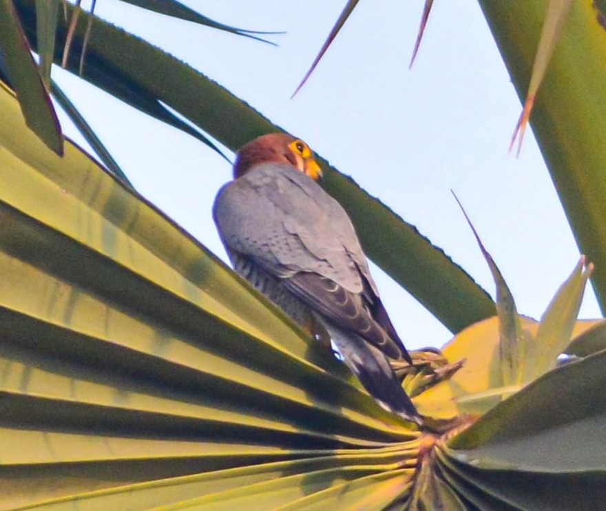 Red-necked Falcon - ML646352129