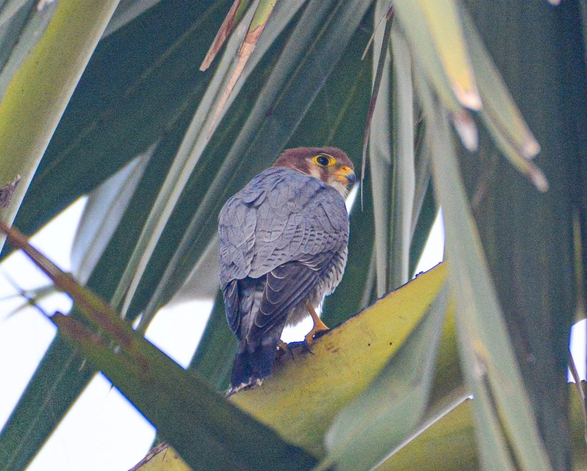 Red-necked Falcon - ML646352130