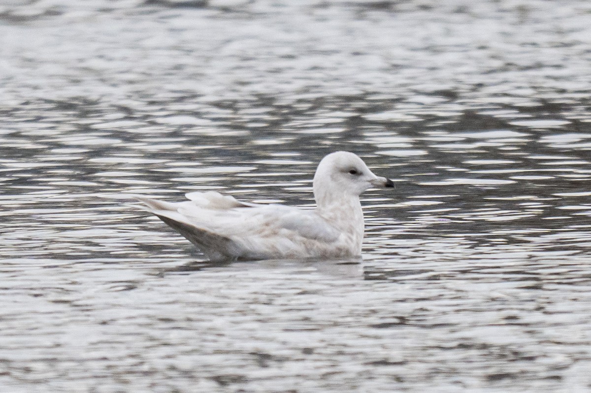 Iceland Gull - ML646352132