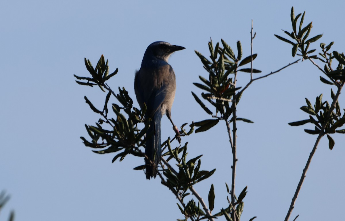 Florida Scrub-Jay - ML646352133
