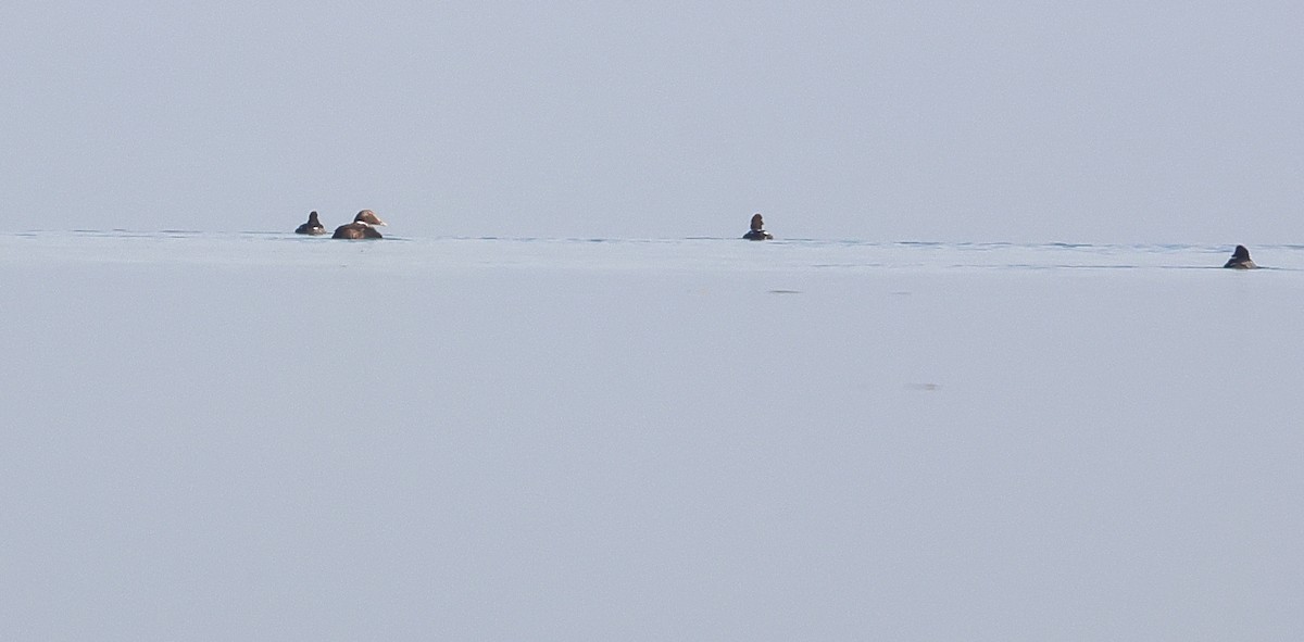 Common Eider - ML646352134