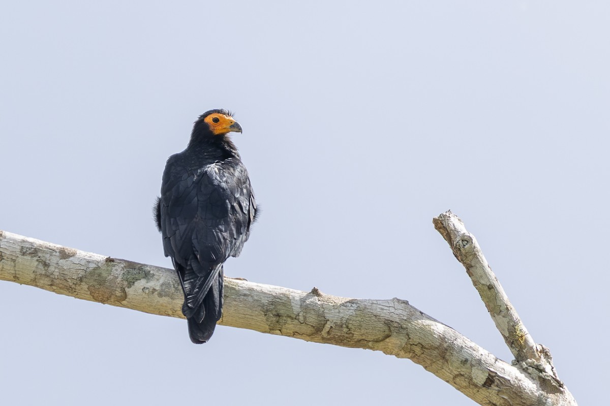 Siyah Karakara - ML646352138