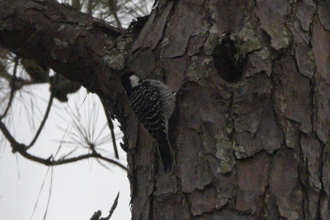 Red-cockaded Woodpecker - ML646352139