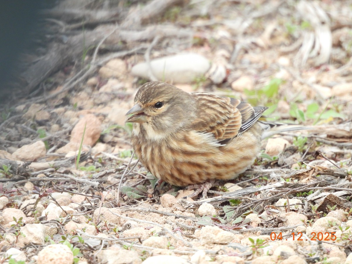 Eurasian Linnet - ML646352141