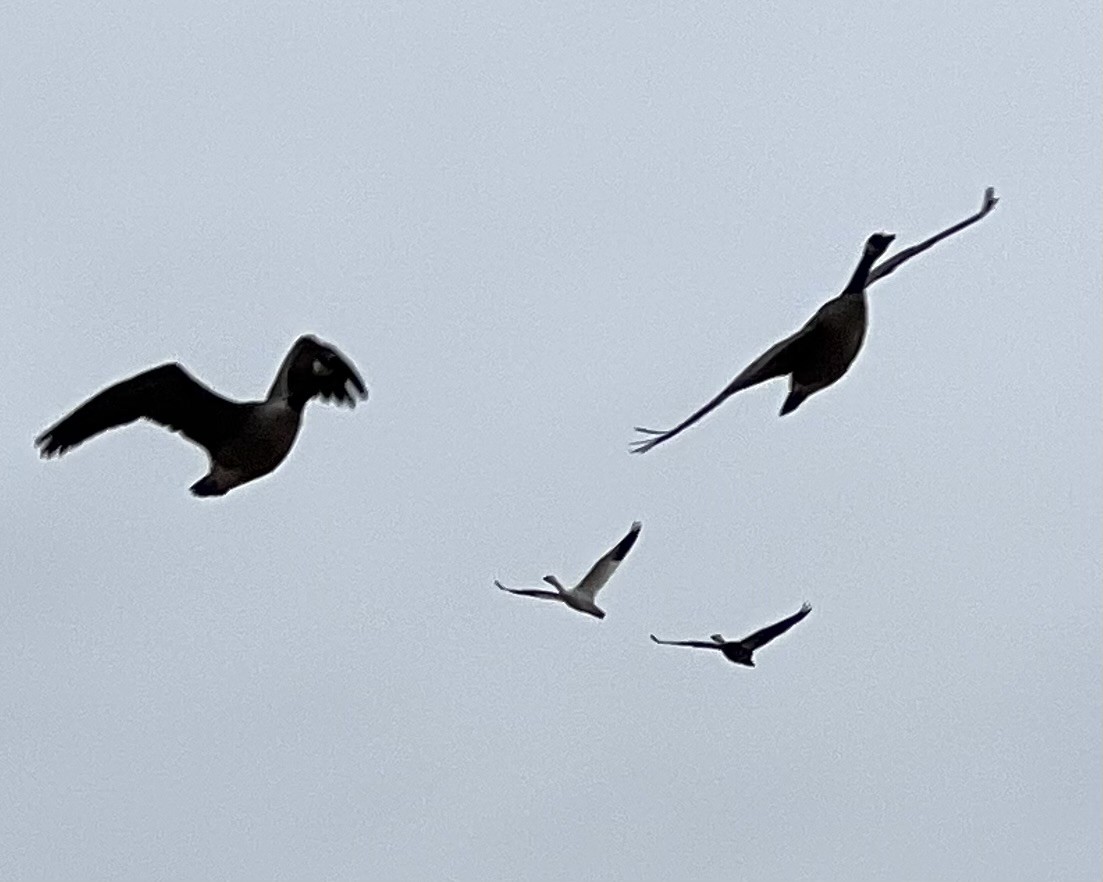 Snow Goose - ML646352142