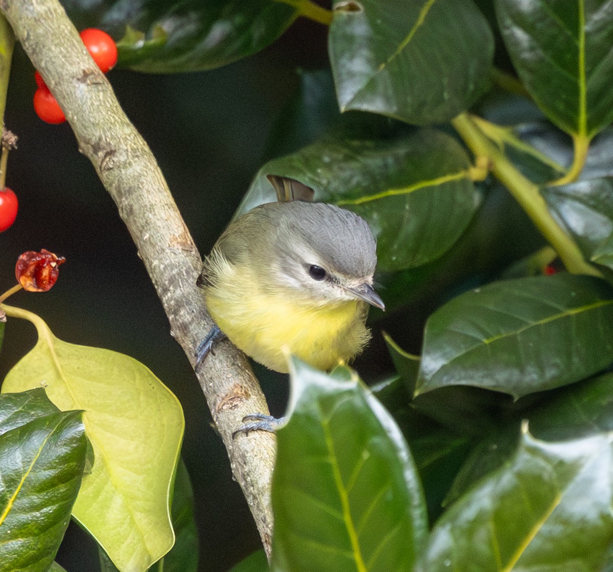 Bireo filadelfiarra - ML646352148