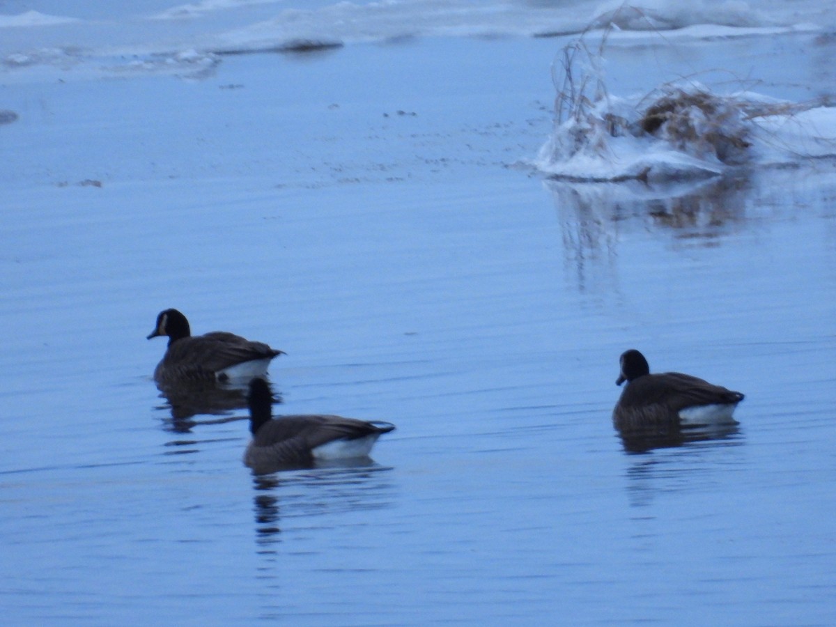 berneška velká - ML646352149