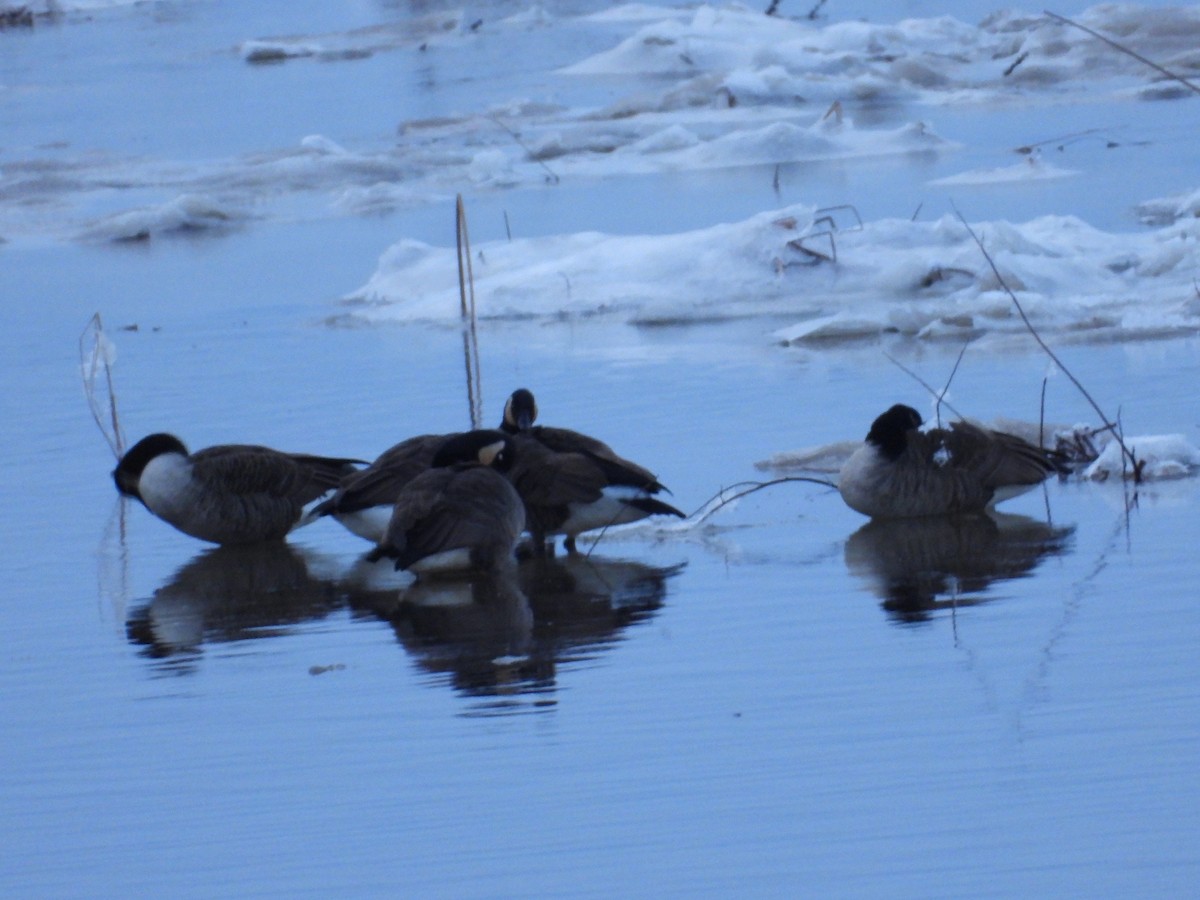 berneška velká - ML646352150