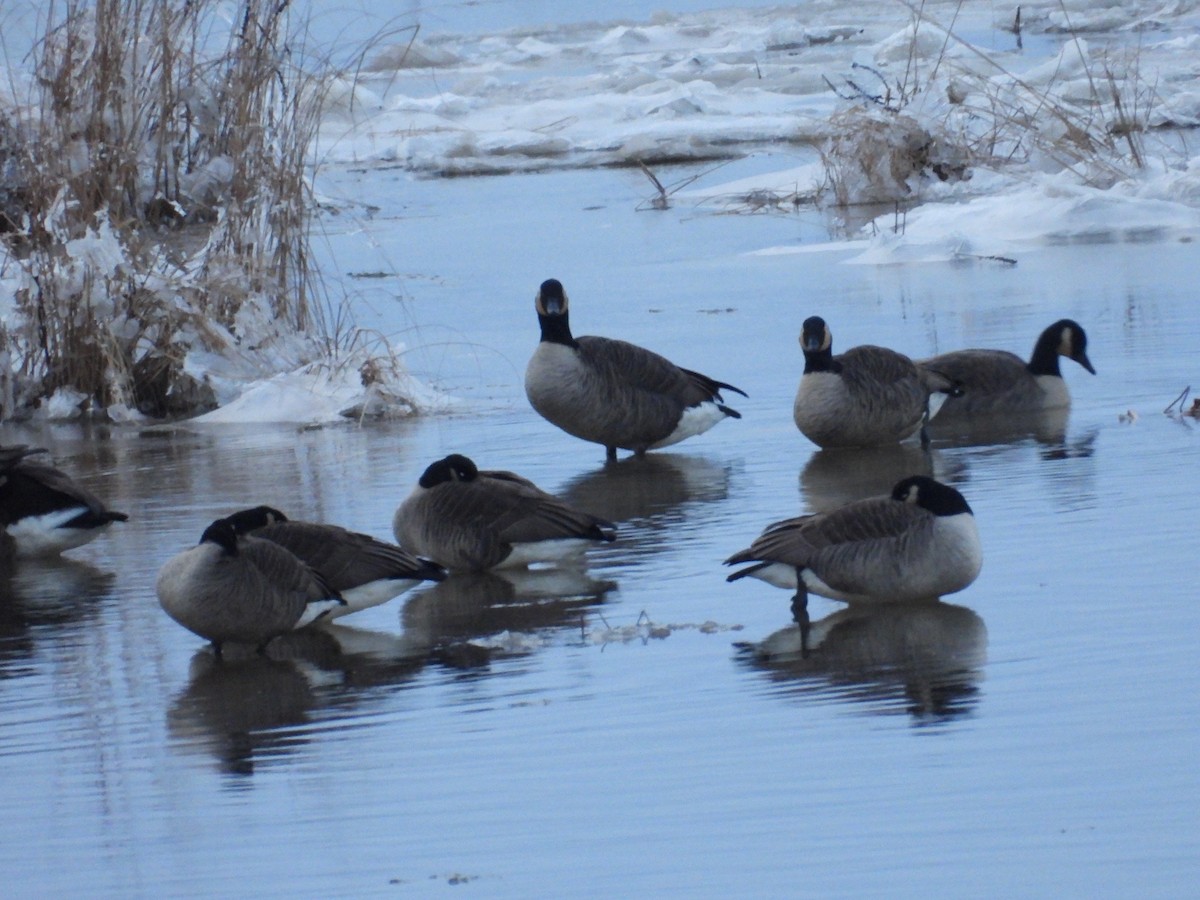 berneška velká - ML646352151