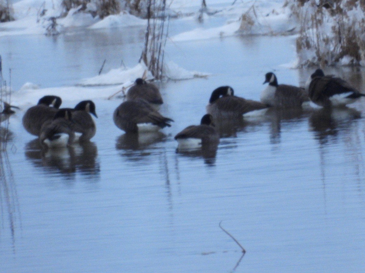 berneška velká - ML646352152