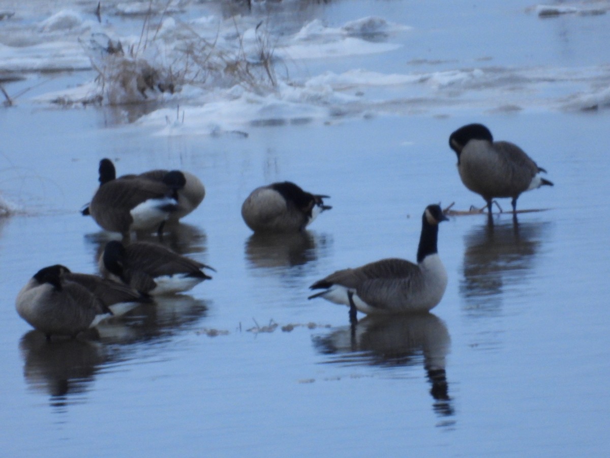 berneška velká - ML646352153