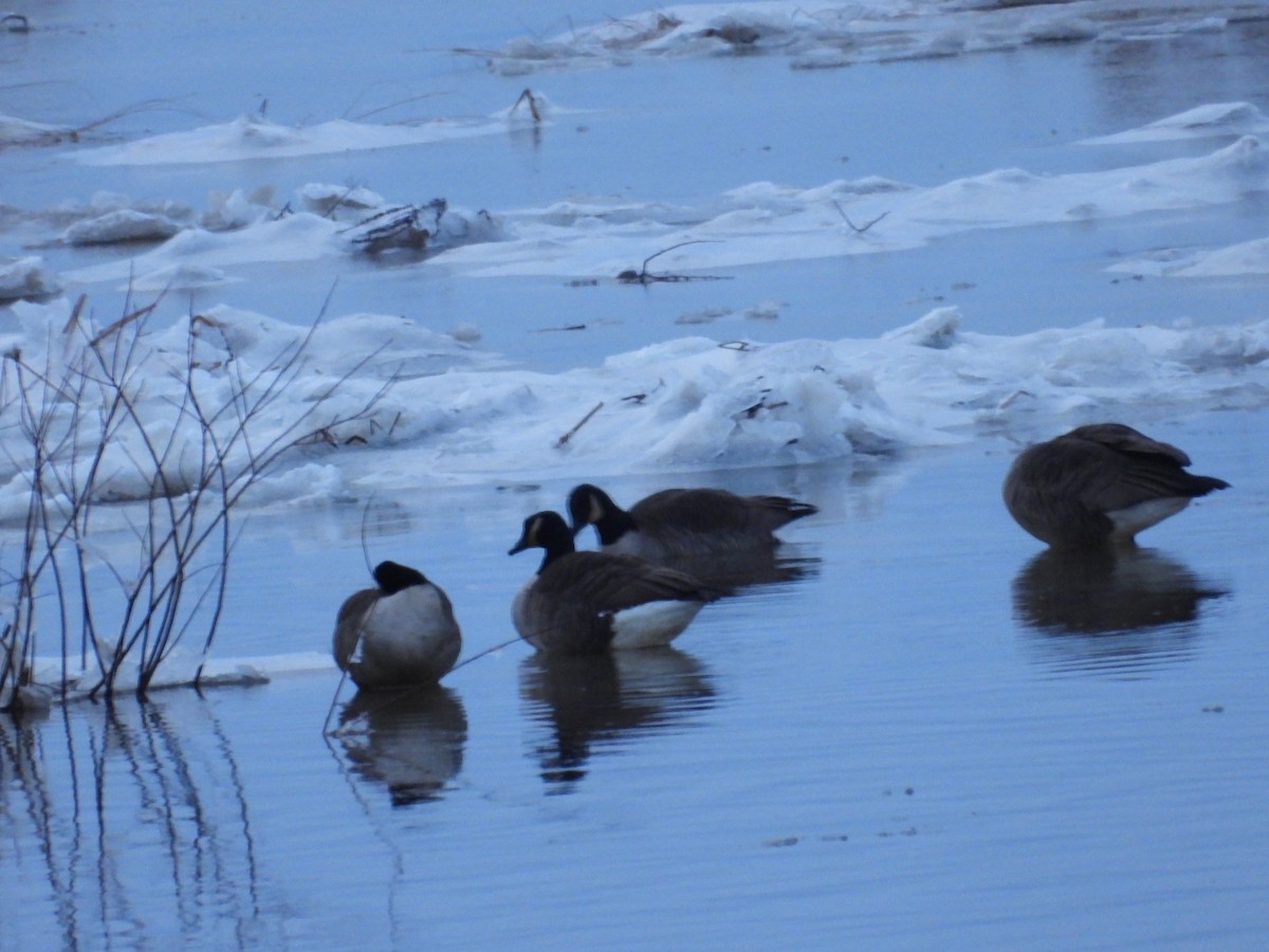 berneška velká - ML646352154