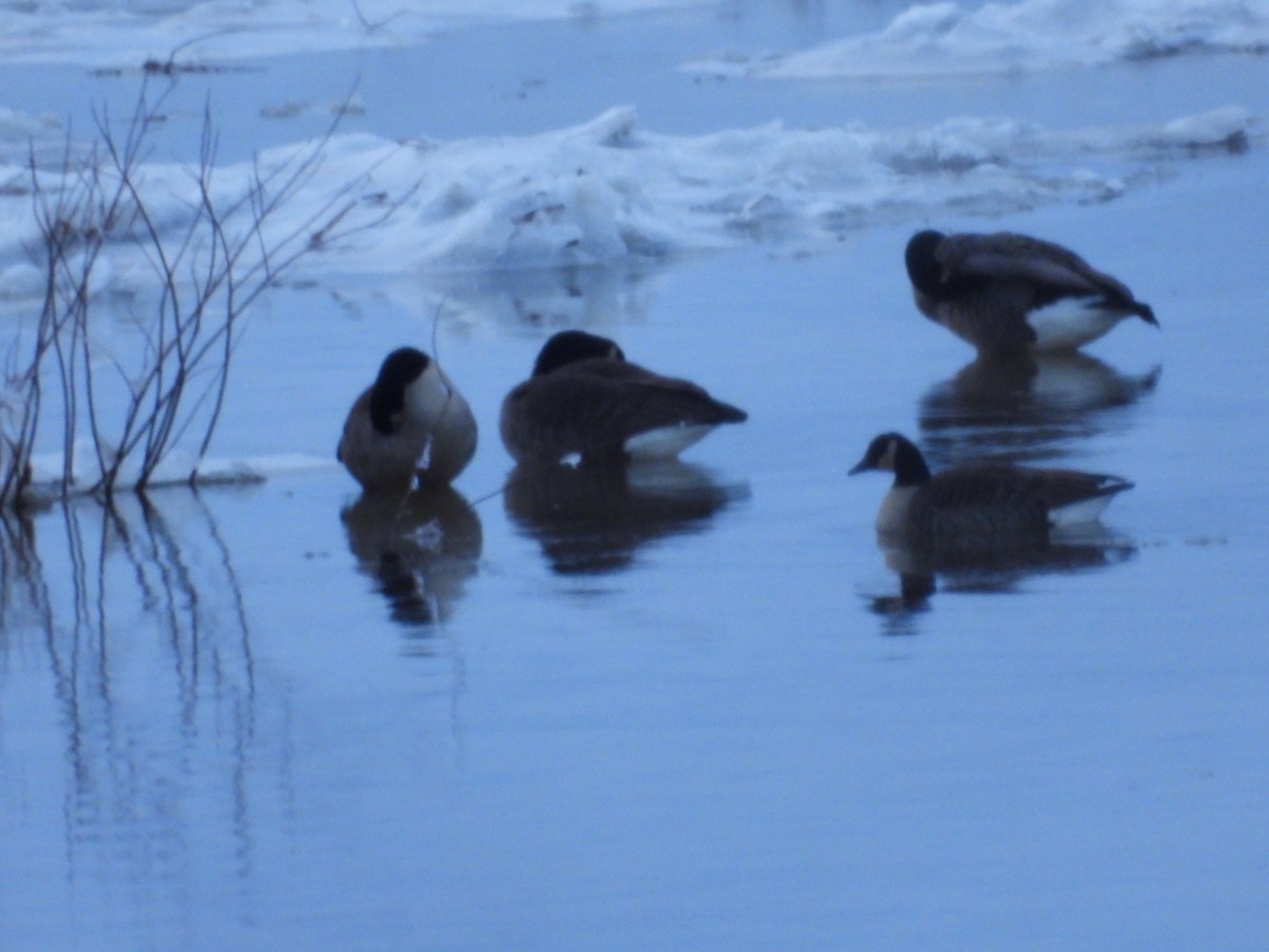 Kanadagans - ML646352155