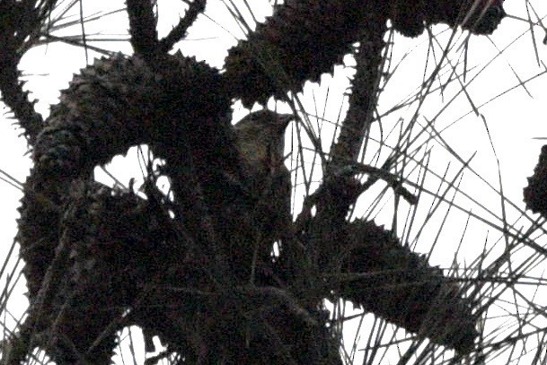 Red Crossbill - ML646352156