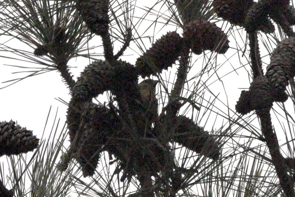 Red Crossbill - ML646352157