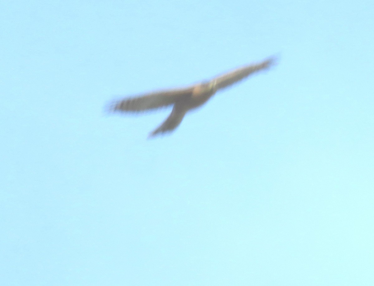 Merlin - ML646352158