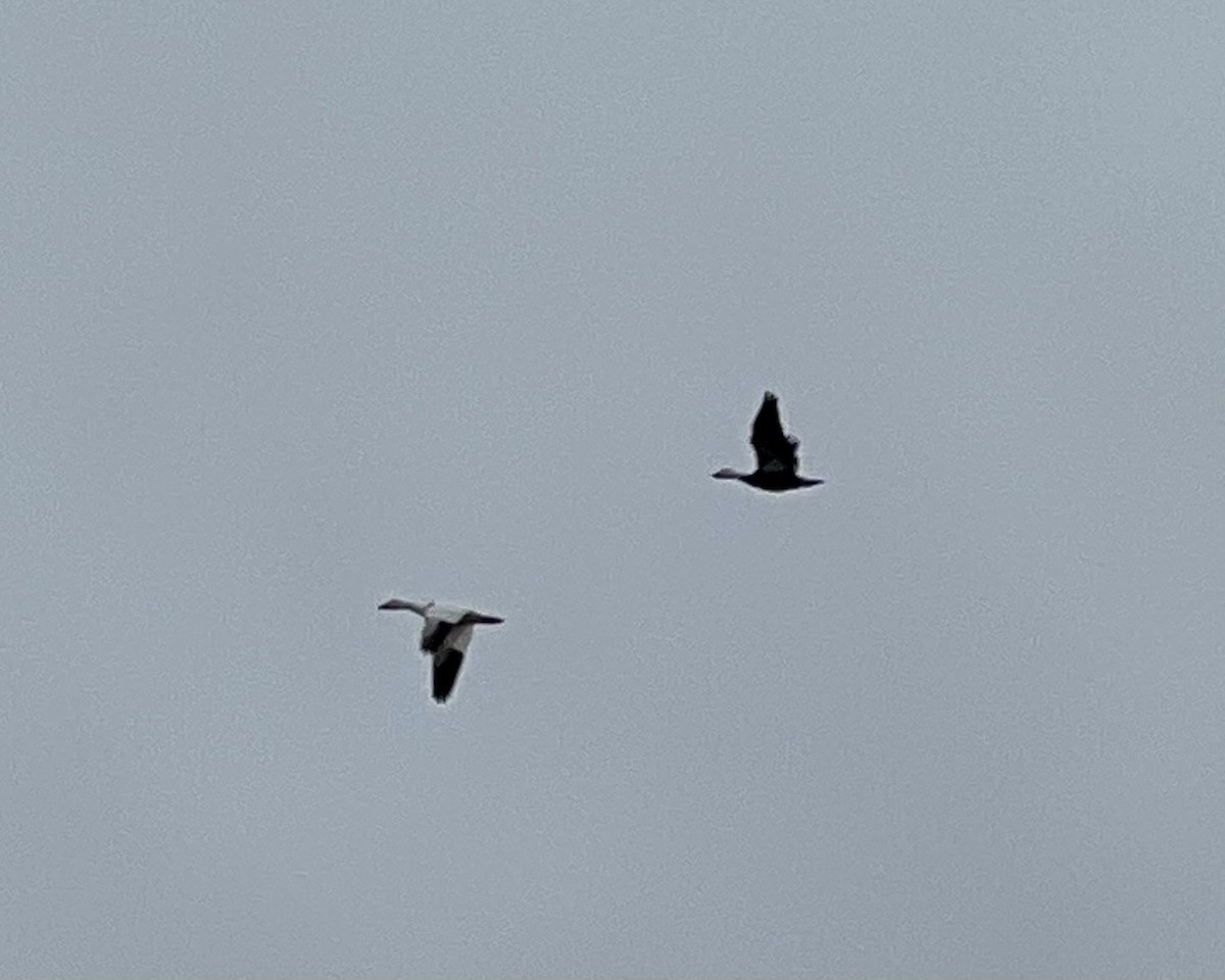 Snow Goose - ML646352159