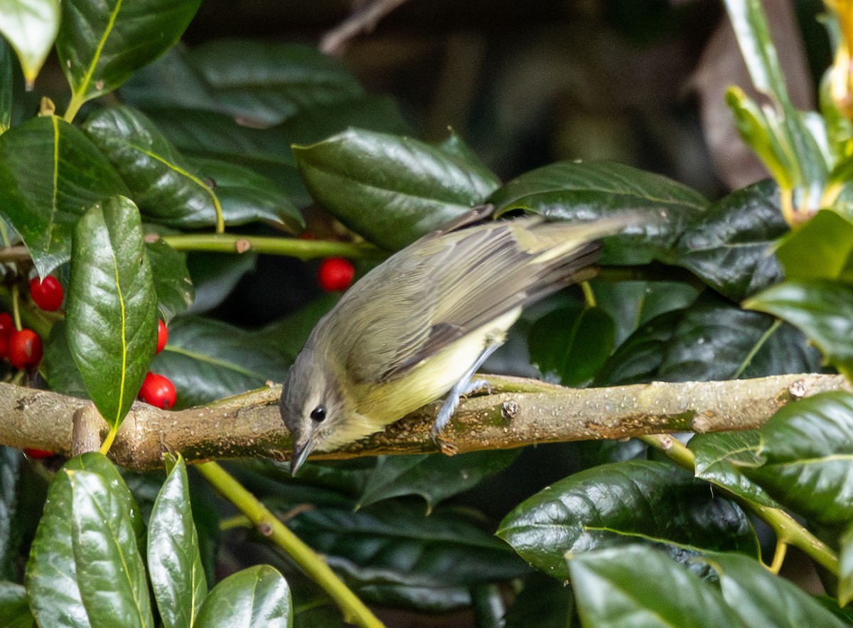 Bireo filadelfiarra - ML646352160