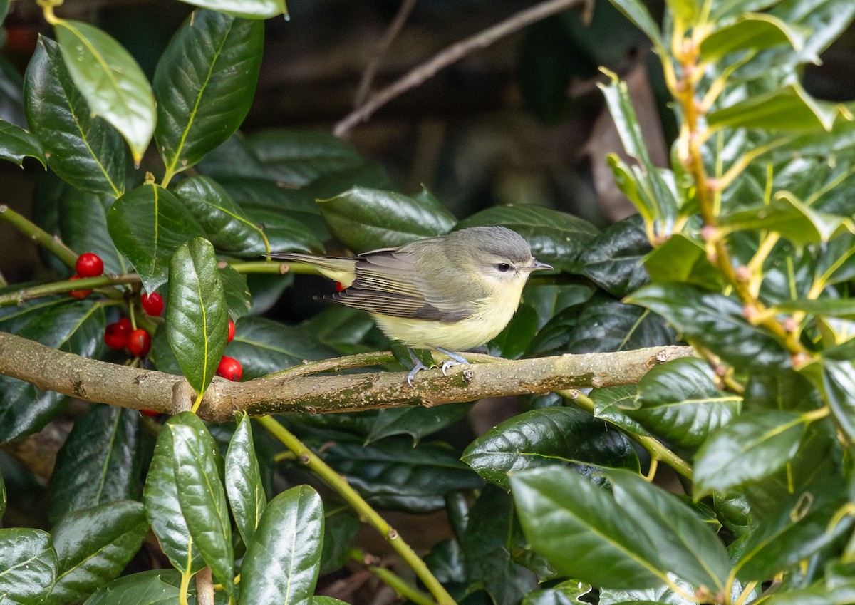 Bireo filadelfiarra - ML646352161