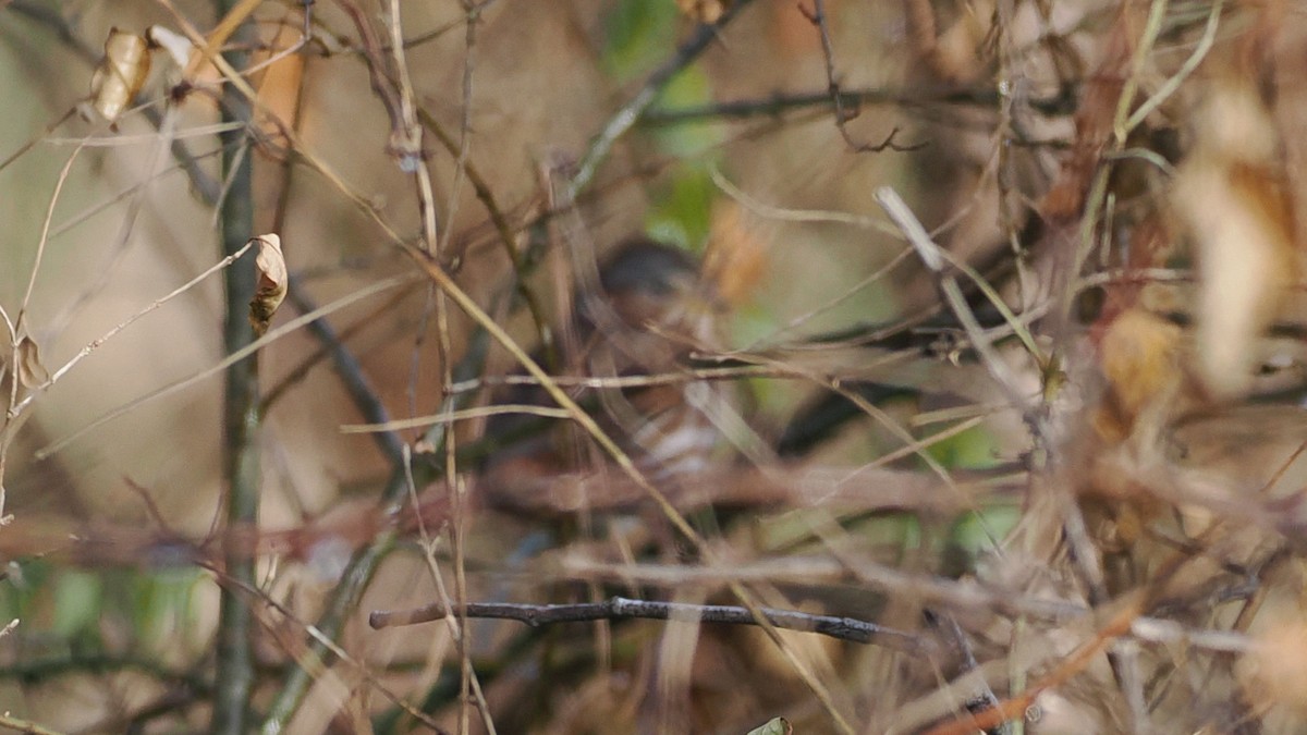 Fox Sparrow (Red) - ML646352162