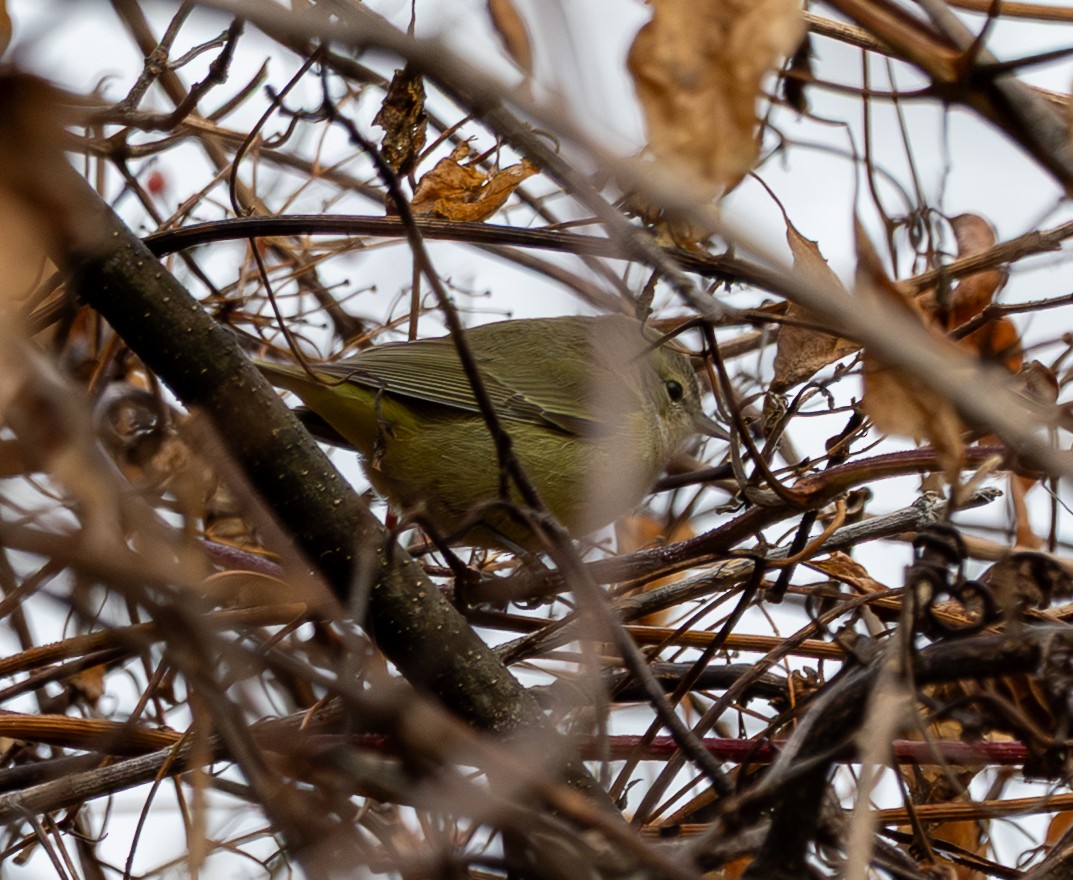 Orange-crowned Warbler - ML646352163