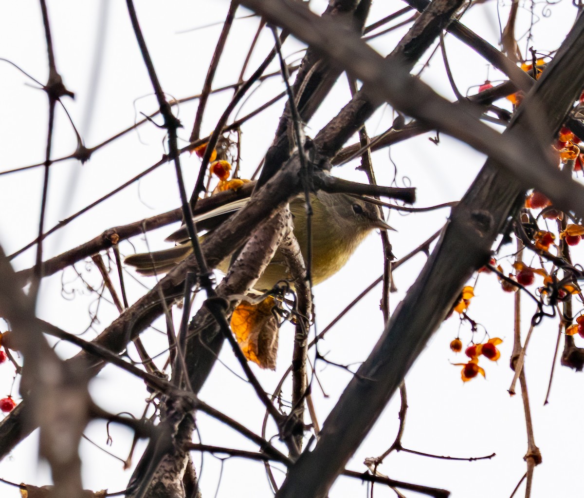 Orange-crowned Warbler - ML646352164