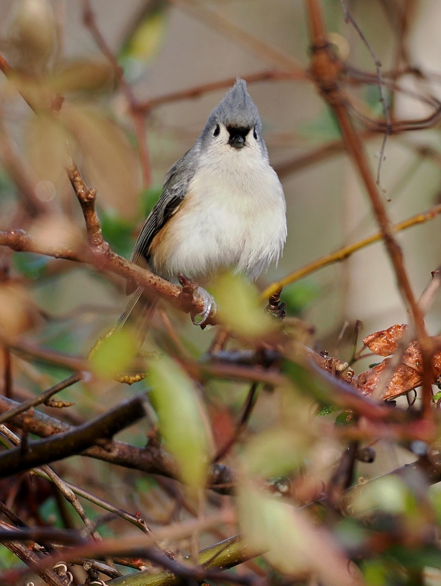 Tufted Titmouse - ML646352165