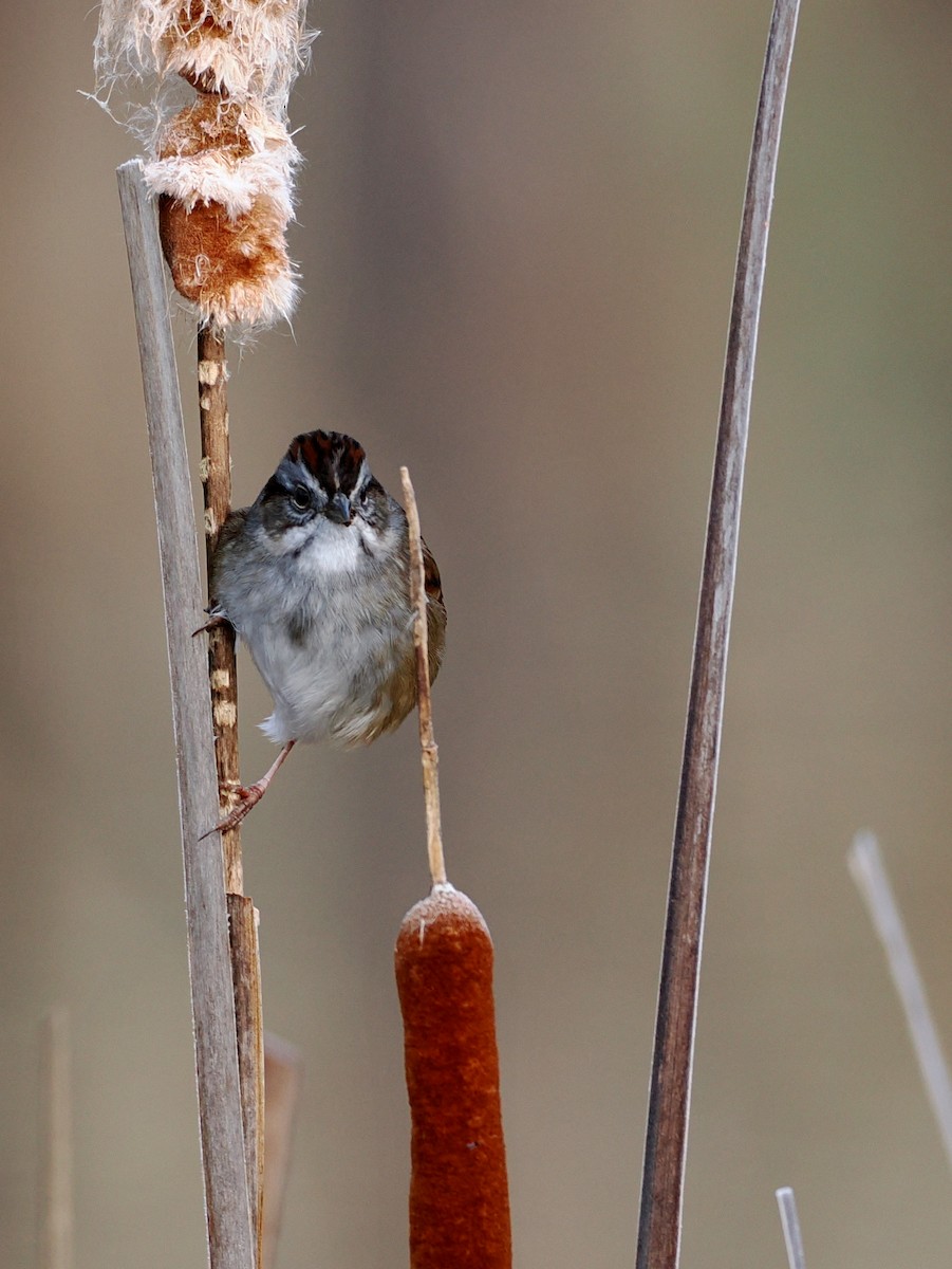 Swamp Sparrow - ML646352166