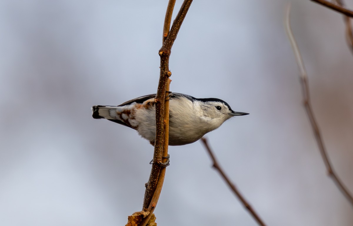 White-breasted Nuthatch - ML646352167