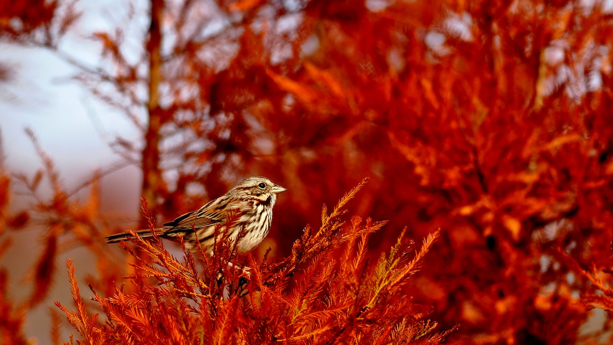 Song Sparrow - ML646352168