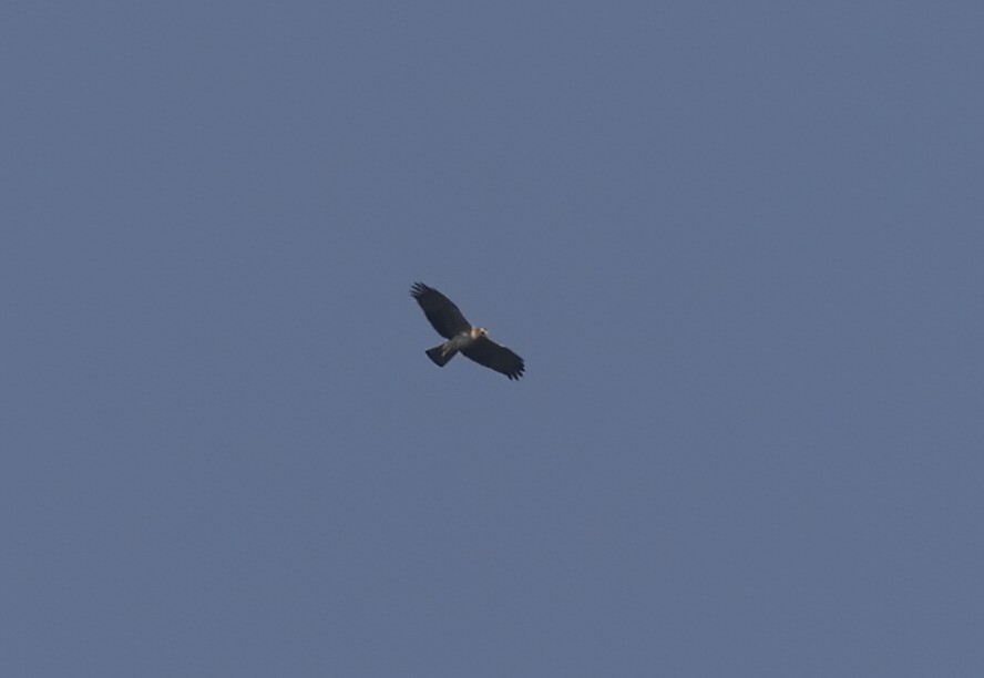 Ayres's Hawk-Eagle - ML646352172