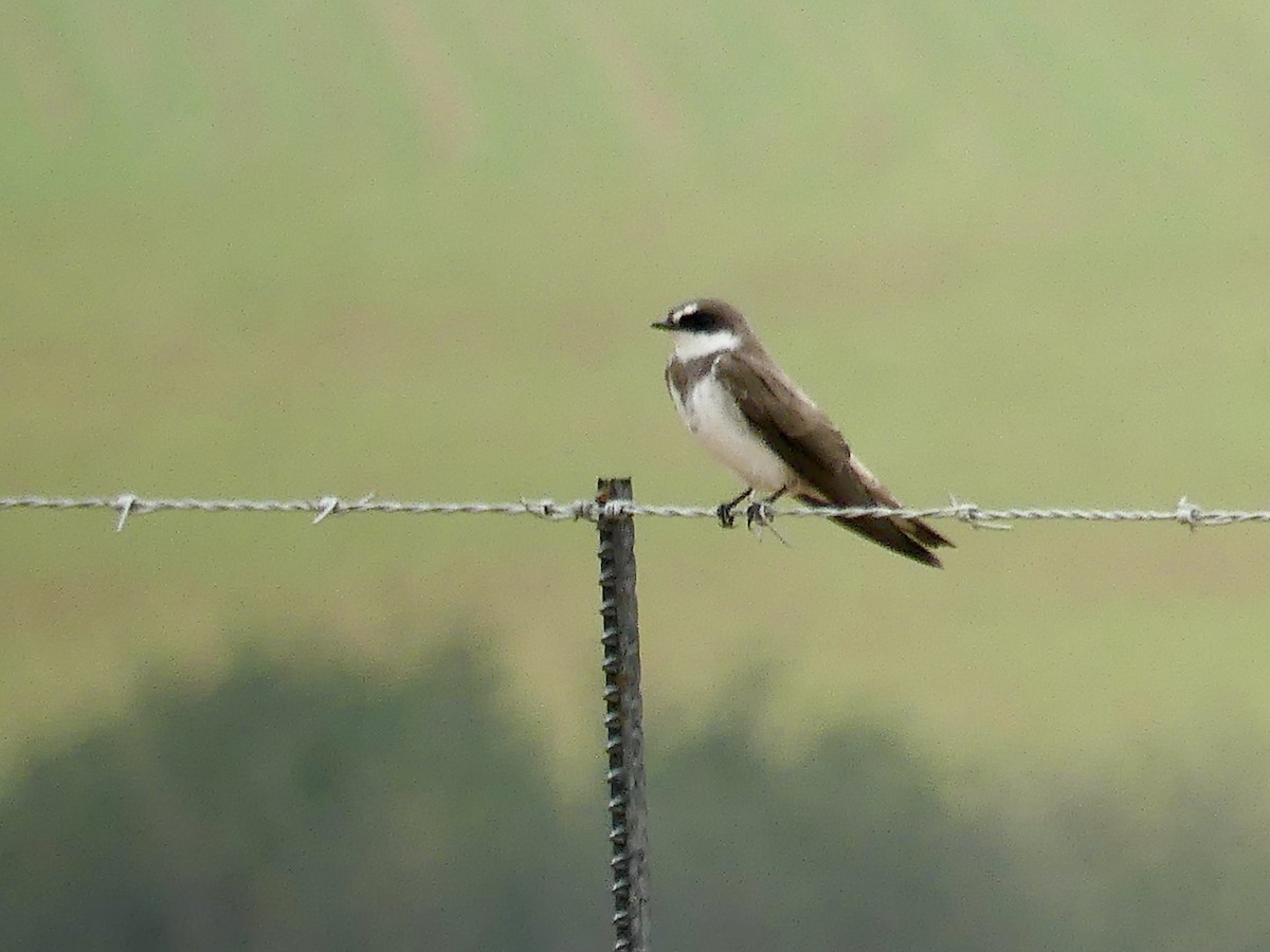 Banded Martin - ML646352174