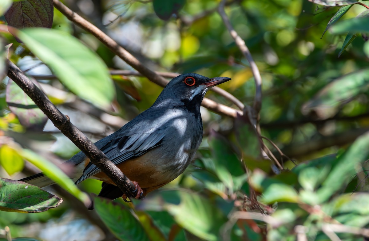 Western Red-legged Thrush - ML646352176