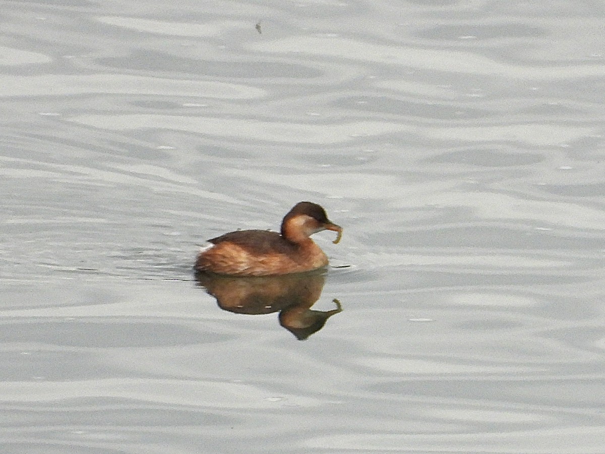 Little Grebe - ML646352180