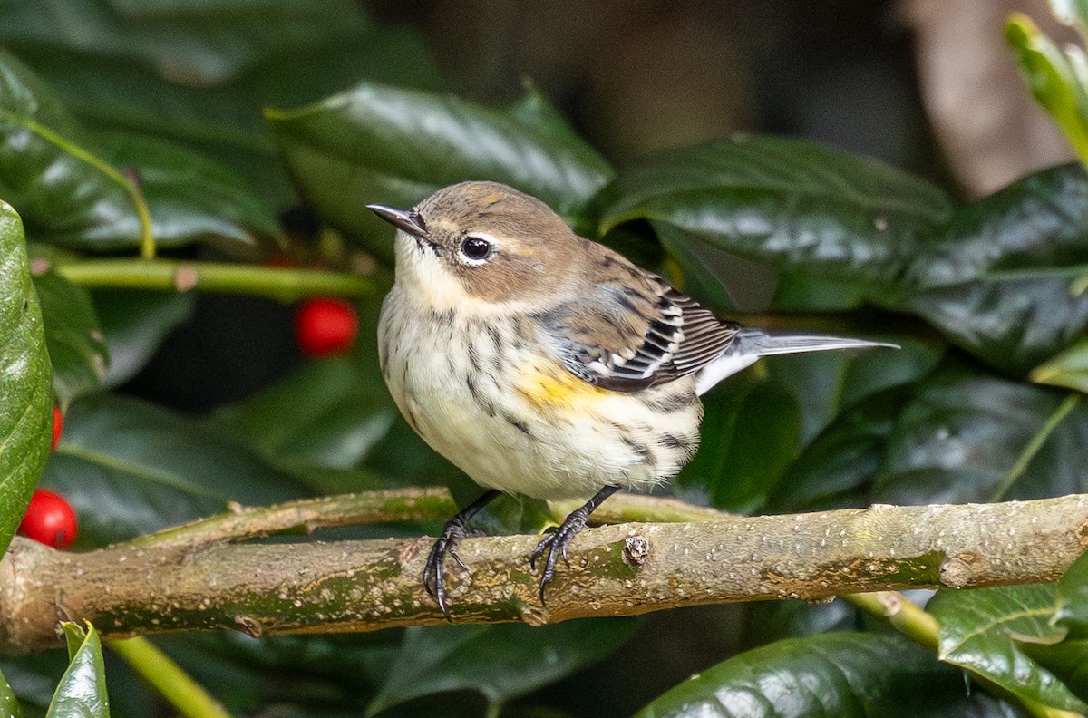 Yellow-rumped Warbler - ML646352182