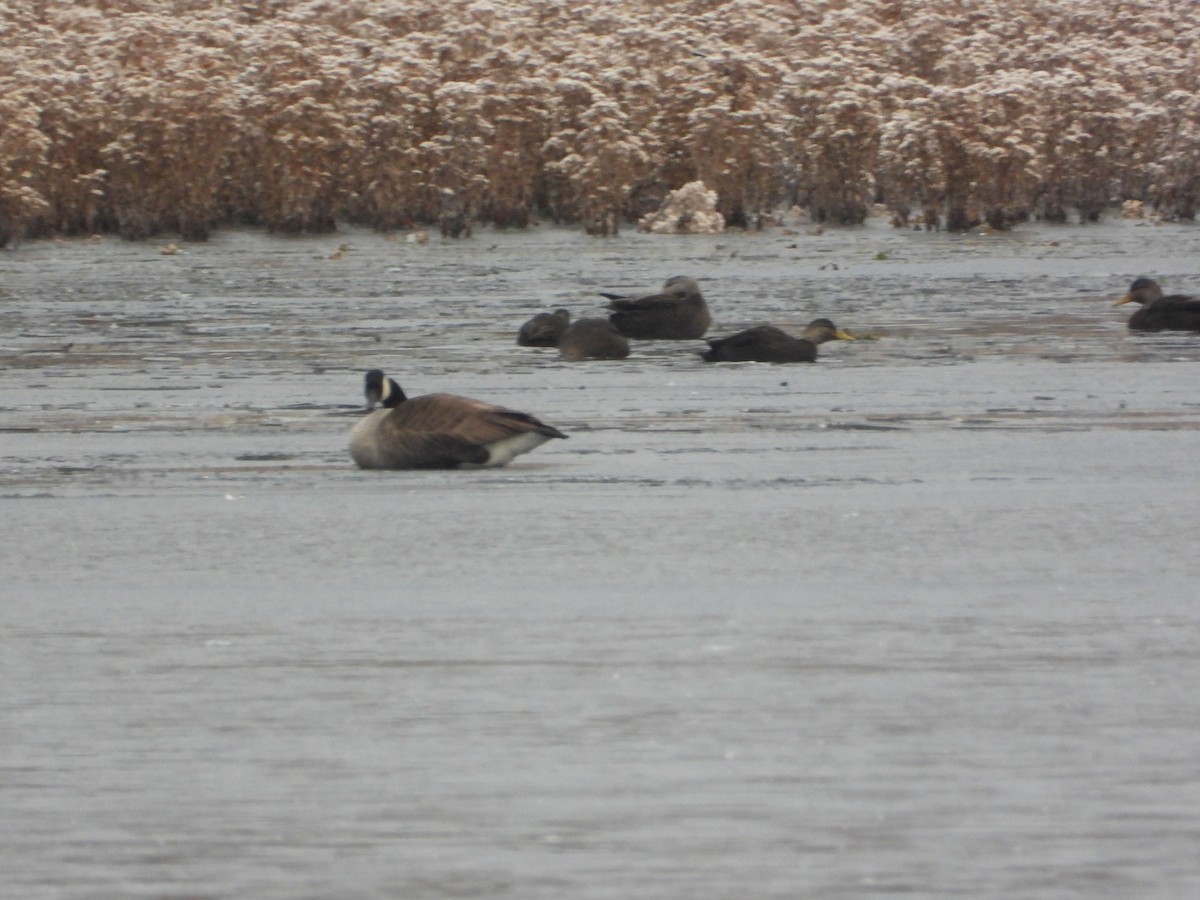 Kanadagans - ML646352184