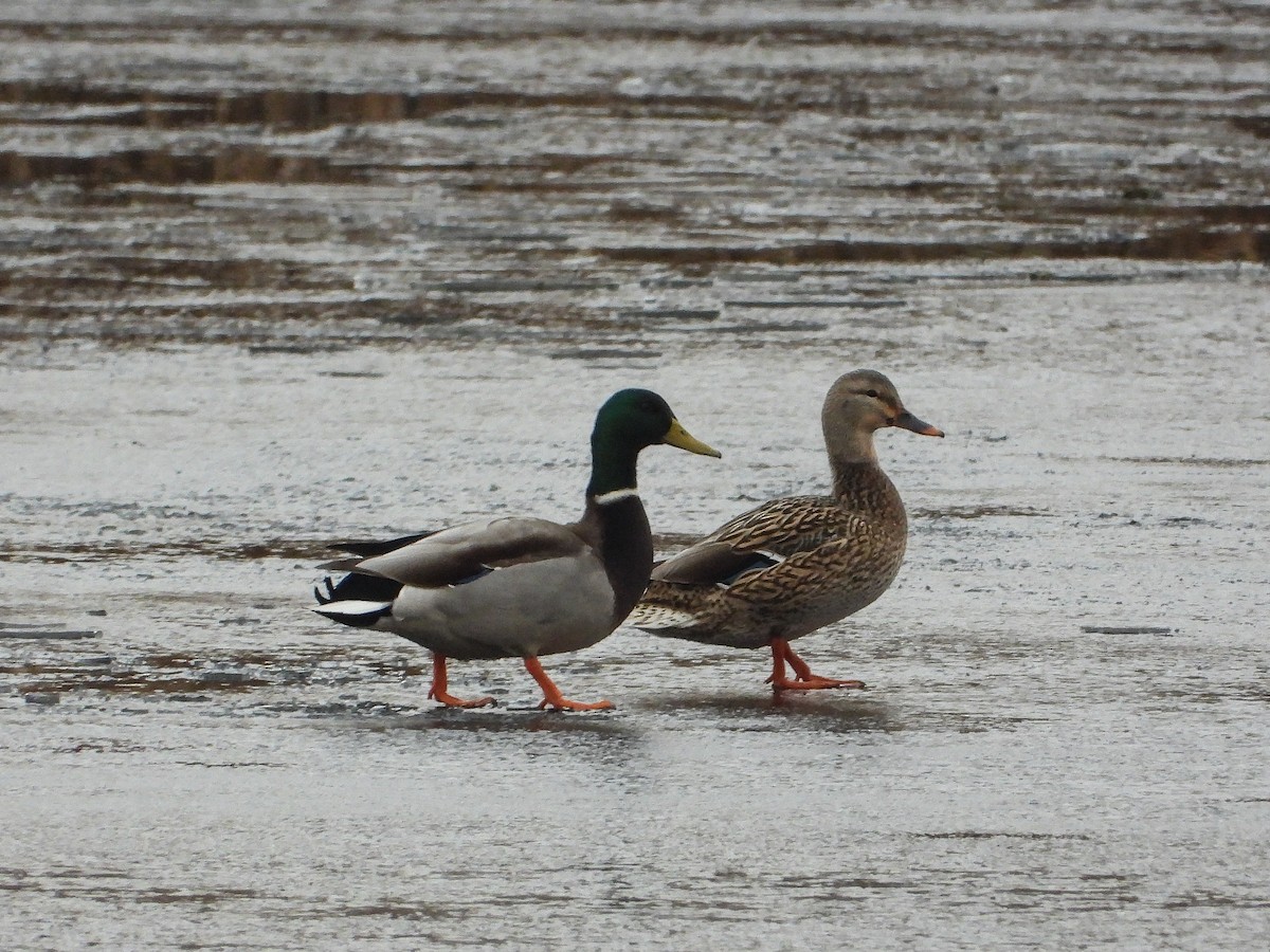 Mallard - ML646352185