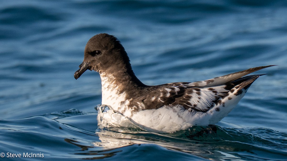 Pintado Petrel (Antarctic) - ML646352186