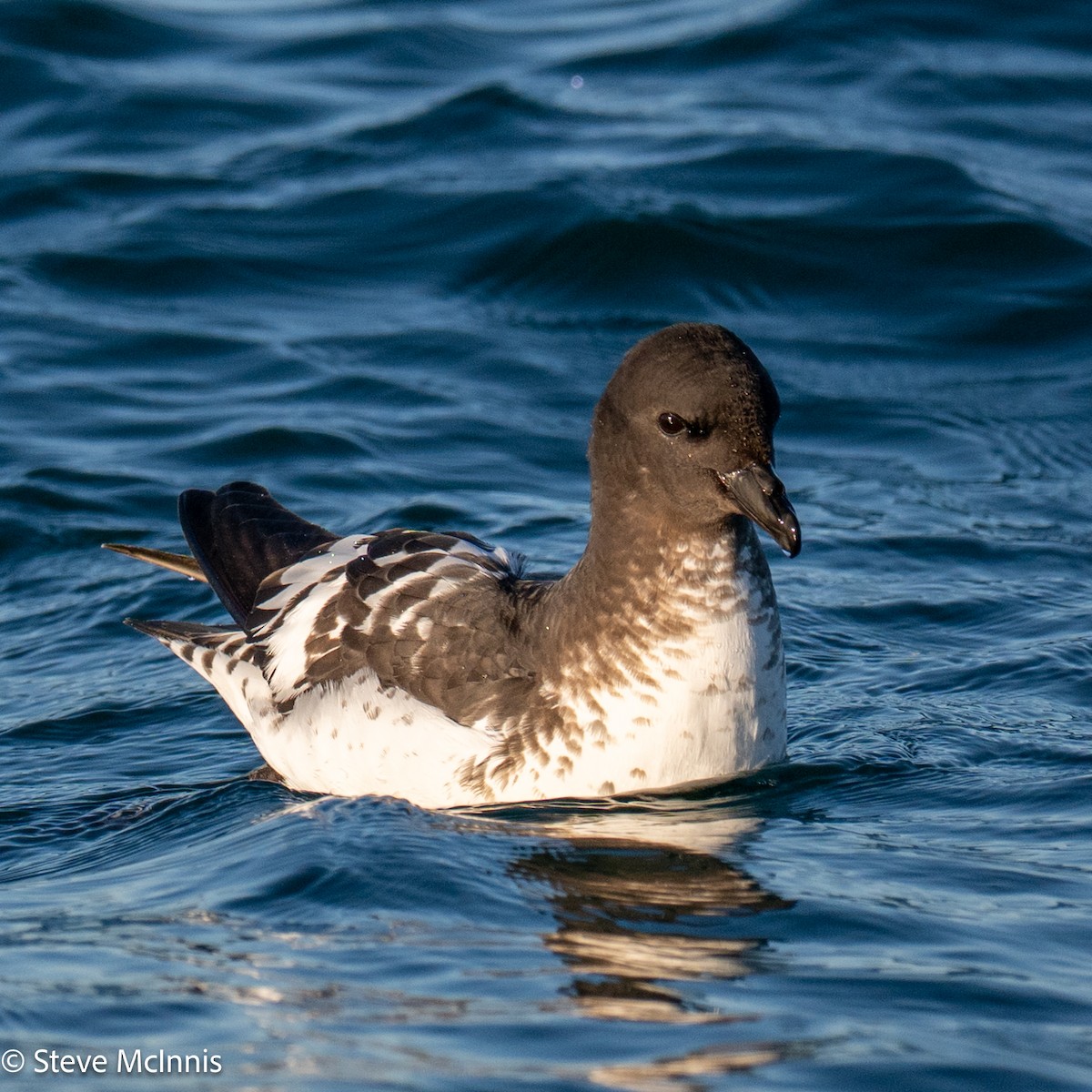 Pintado Petrel (Antarctic) - ML646352187