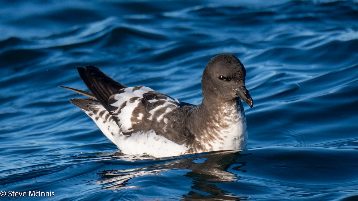 Pintado Petrel (Antarctic) - ML646352188