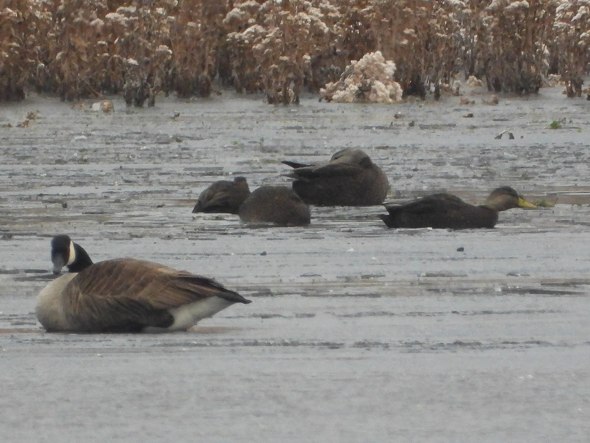 American Black Duck - ML646352195