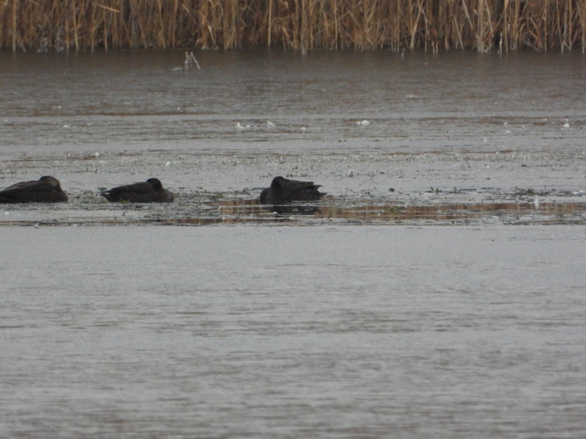 American Black Duck - ML646352196