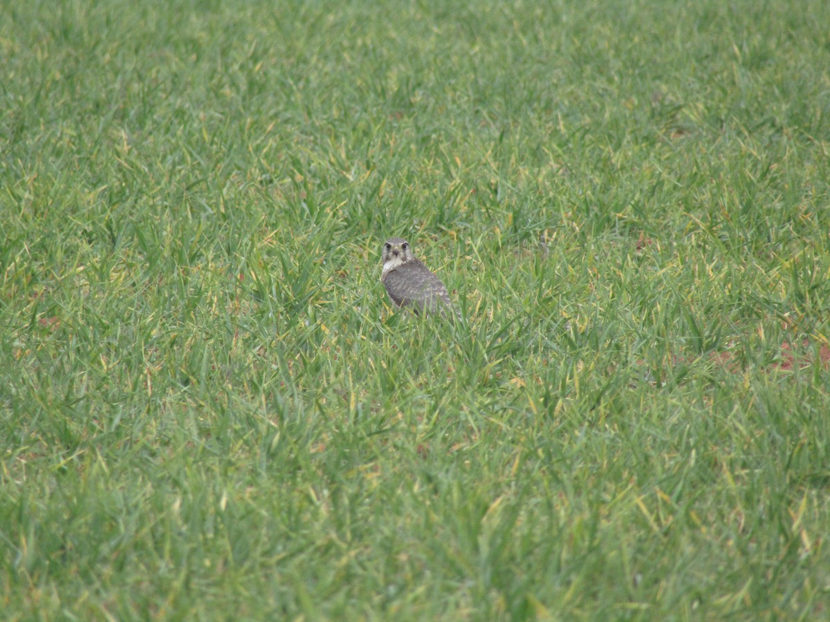 灰背隼 - ML646352199