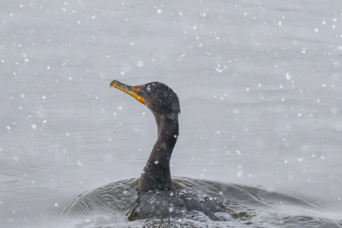 Double-crested Cormorant - ML646352200