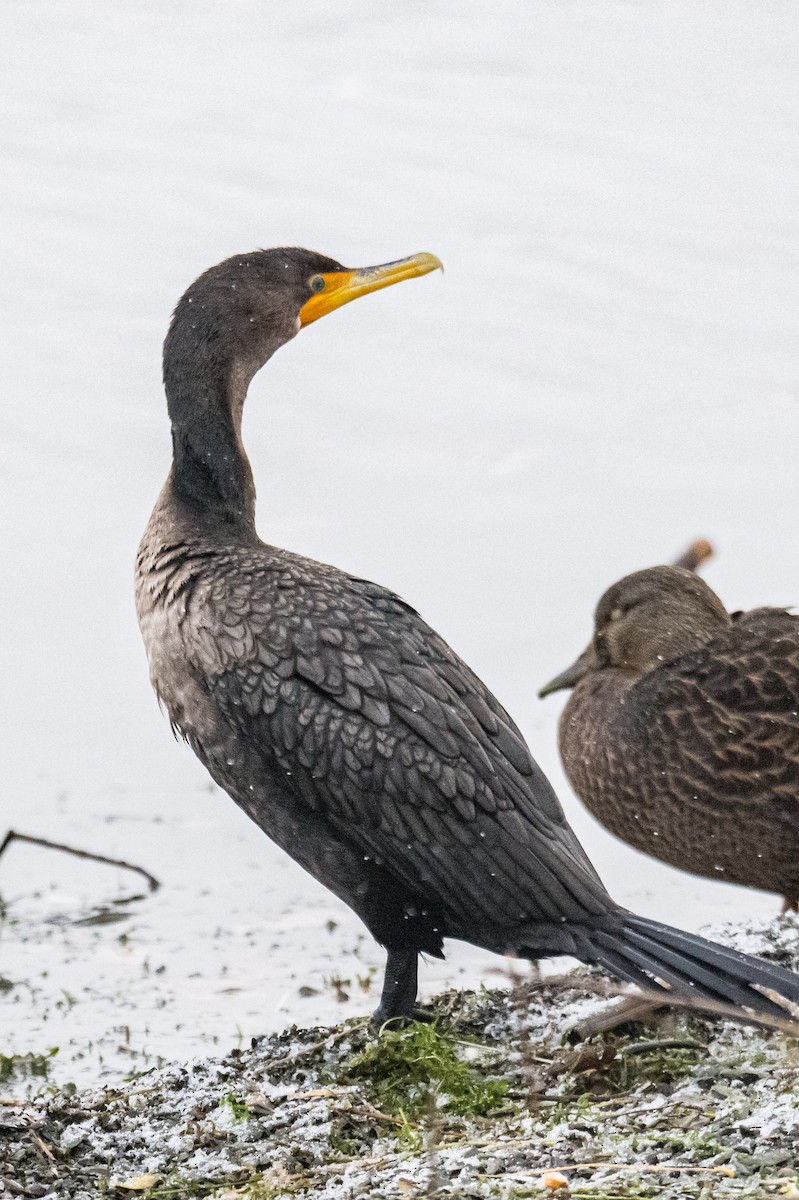Double-crested Cormorant - ML646352201