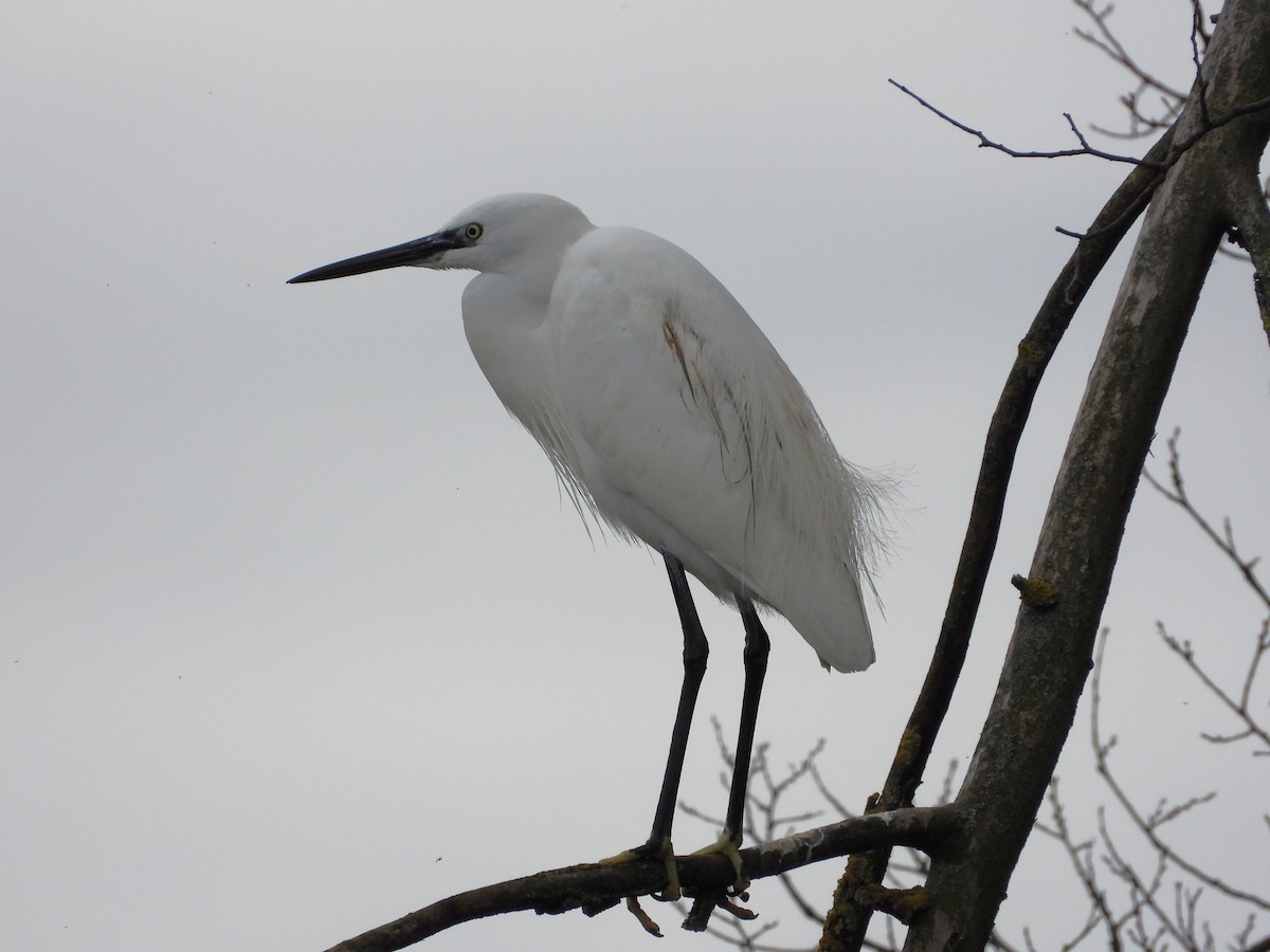 Little Egret - ML646352219