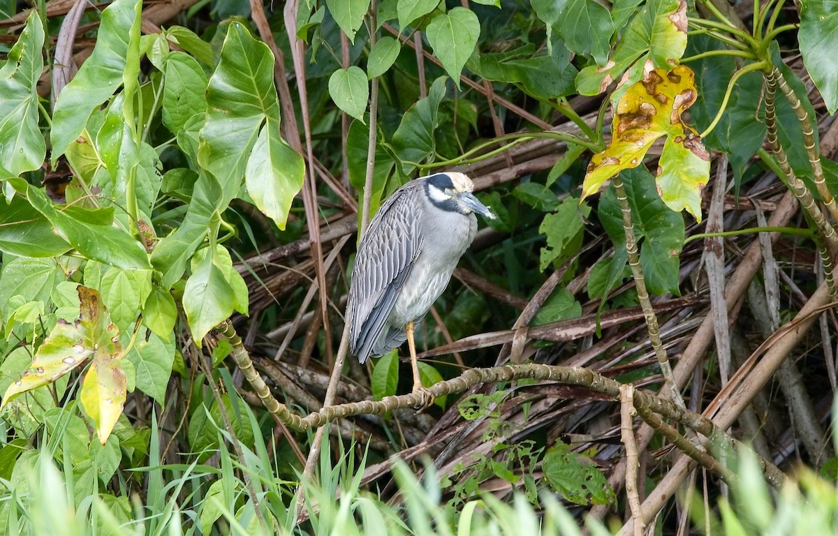 אנפת לילה צהובת-כיפה - ML646352220