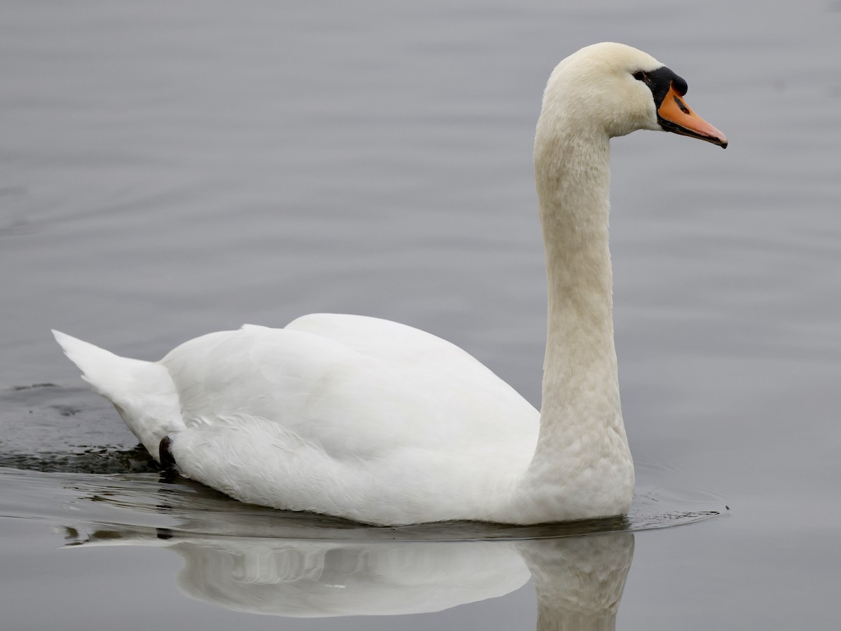 疣鼻天鵝 - ML646352221