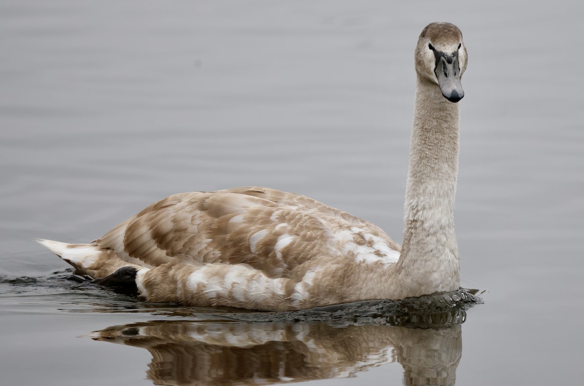 疣鼻天鵝 - ML646352222