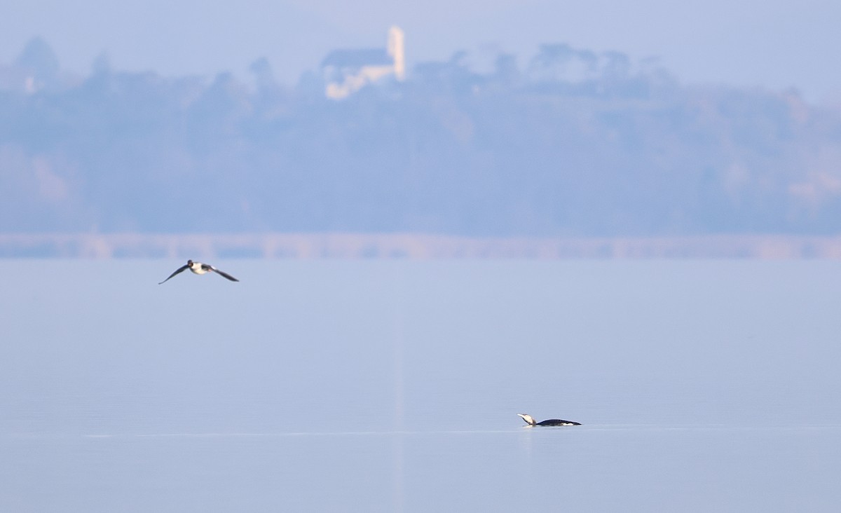Arctic Loon - ML646352223